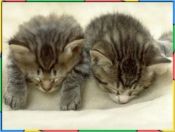 Kittens Collection 1. No.06