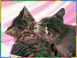 Kittens Collection 2. No.06
