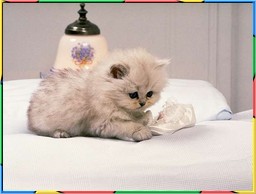 Kittens Collection 3. No.07
