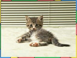 Kittens Collection 3. No.08