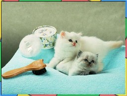 Kittens Collection 3. No.12