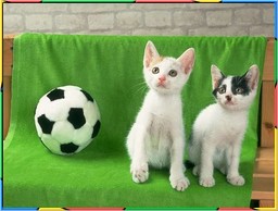 Kittens Collection 4. No.03