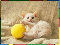 Kittens Collection 4. No.05