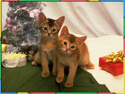 Kittens Collection 5. No.07