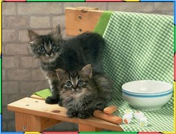Kittens Collection 5. No.09